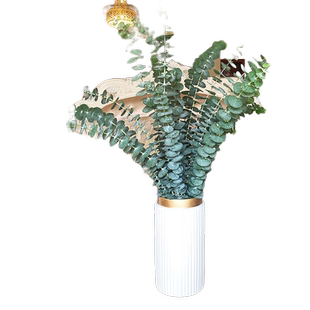 云南直发尤加利叶黄莺红豆富贵竹水仙百合绿毛球鲜花插