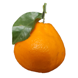 正宗耙耙柑四川省春见特级大果柑橘眉山橘新鲜浦江爆浆丑粑粑柑