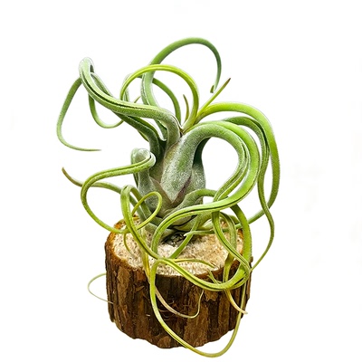 卷叶空凤无土植物耐旱好养喷水活