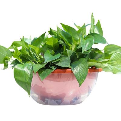 树脂绿萝佛珠满2件打9折加厚简约