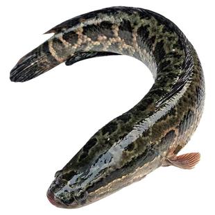 黑鱼苗活体淡水鱼苗批发特大乌鱼苗财鱼苗乌鳢生鱼苗杂交黑鱼观赏