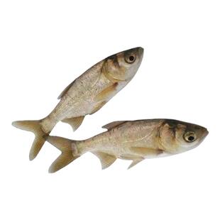 特大花鲢鱼苗胖头鱼苗包头鱼芝麻花莲鱼苗大头鱼淡水养殖纯氧打包