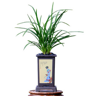 翁源兰花喜花里正品蕙兰红粉佳人带花浓香貂蝉好养室内绿植花卉