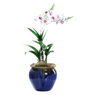 石斛兰盆栽带花苞阳台室内客厅兰花水晶朝阳泼墨石斛四季多年植物