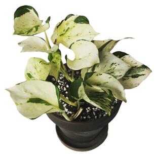 快乐叶子Happy leaf 锦叶油画绿萝稀有品种荷兰原盆进口苗ins风