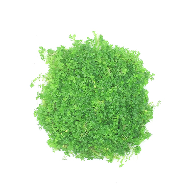爬地牛毛挖耳草叉柱花迷你矮珍珠