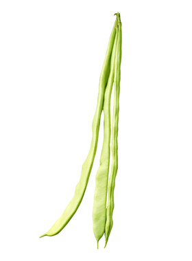 小金豆菜种青豌豆豆角籽四季豆