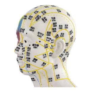 85CM中医针灸穴位人体模型教学全身十二经络图半皮半骨骼解剖铜人