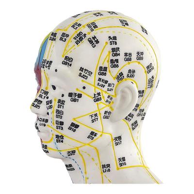 蓝蝶85CM针灸穴位人教具