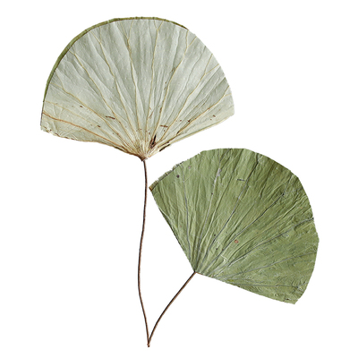 新中式禅意荷叶莲蓬干花