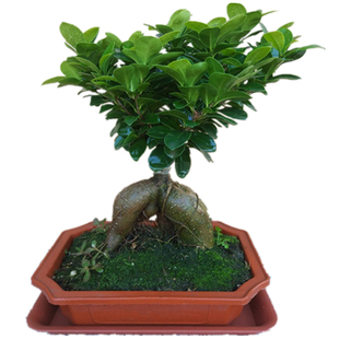 人参榕造型盆景室内阳台小叶榕树盆栽植物地瓜榕易养易活榕树老桩