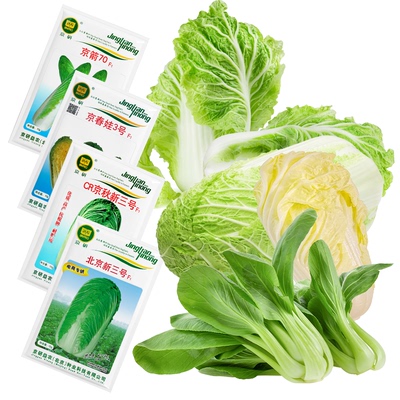 农科院白菜种子包尖冬储青麻叶