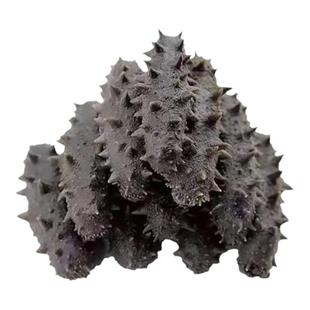 君旺海鲜 半干野生海参500g淡干7年龄鲜活盐渍长海县拉缸盐辽刺参