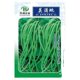 无架长豆角种子豇豆种籽地豆角不搭架长豇豆春秋季四季播豆角种籽