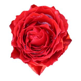 日月切包月季花苗初夜多花玫瑰四季开花庭院阳台花园盆栽花卉植物