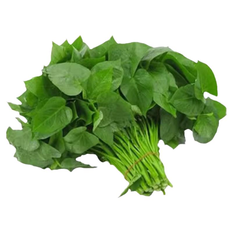 新鲜地瓜叶当季野菜山东蔬菜