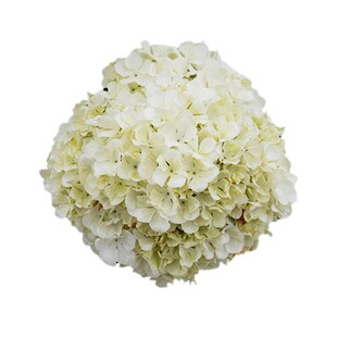 种花王大爷 中华木绣球棒棒糖土球苗室外栽培花卉庭院开花