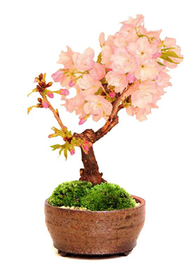 盆景花卉阳台易养日本樱花树盆栽