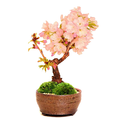 盆景花卉阳台易养日本樱花树盆栽