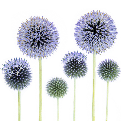 蓝刺头种子蓝星球可切花篮球蓟