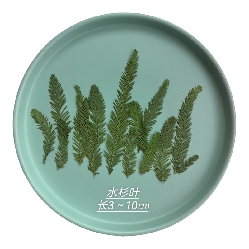 周周押花压花 水杉叶 绿色植物教学标本DIY手工蜡烛台灯手机壳