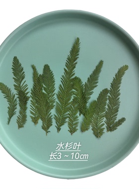 周周押花压花 水杉叶 绿色植物教学标本DIY手工蜡烛台灯手机壳