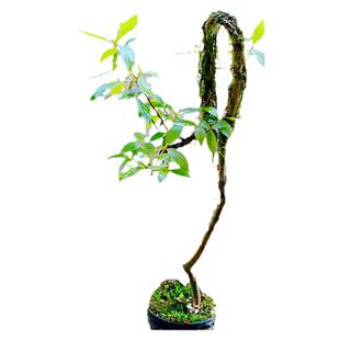 老桩映山红树苗室内盆景一物一拍下精品四季栽绿植园艺造型杜鹃花