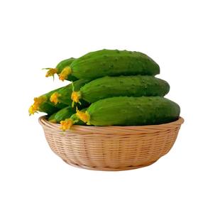 现摘绿心旱黄瓜新鲜采摘蔬菜东北水果小旱黄瓜生吃凉拌当季小青瓜