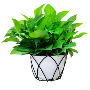 简约壁挂花架免打孔墙上花架铁艺花篮阳台栏杆挂架绿萝花盆吊篮