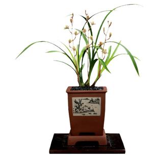 翁源高端老种四季建兰花苗市长红梅先明艺市红香妃带花浓香好养卉