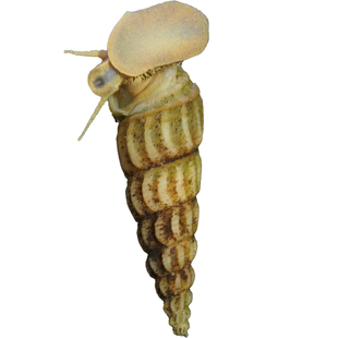 马来螺黄金观赏螺清洁鱼缸粪便杂质水藻净化水质草缸净水繁殖好养