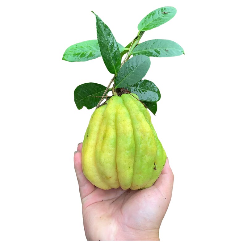 新鲜采摘佛手柑食用果！微瑕果，