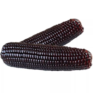 黄土高原甜糯黑玉米新鲜糯玉米260g真空包装苞米大棒粗粮健康饱腹