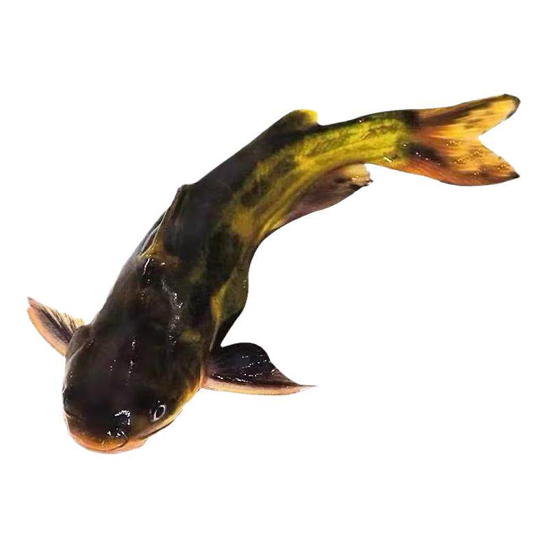 黄骨鱼苗淡水养殖食用活鱼黄辣丁昂刺鱼苗冷水观赏黄丫头黄颡鱼苗