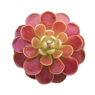 弗洛里捕虫堇小虫草堂吃虫小黑飞多肉植物盆栽食虫草食人花捕蝇草