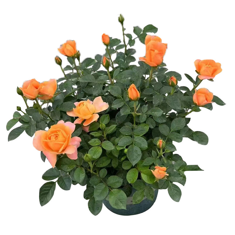 玫瑰花盆栽带花苞室内庭院多季花