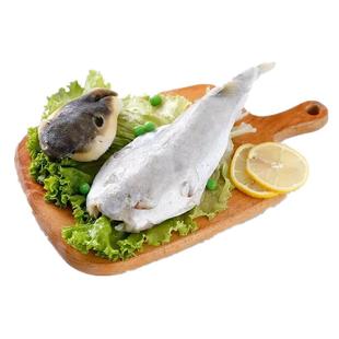 豚之杰河豚鱼食用已处理包邮淡水养殖河豚生鲜宰杀前650g
