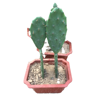 黄大刺仙人掌盆栽嫁接砧木三角柱三棱箭嫁接蟹爪兰的仙人掌科植物