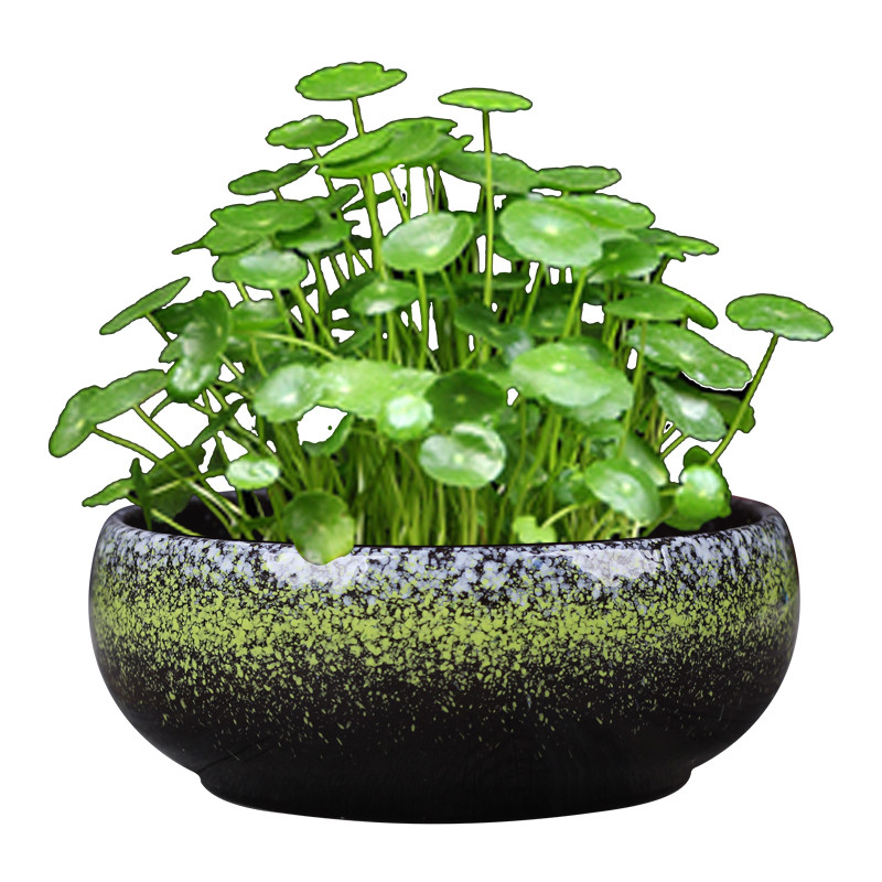 无孔大号水仙花盆陶瓷无孔铜钱草花盆