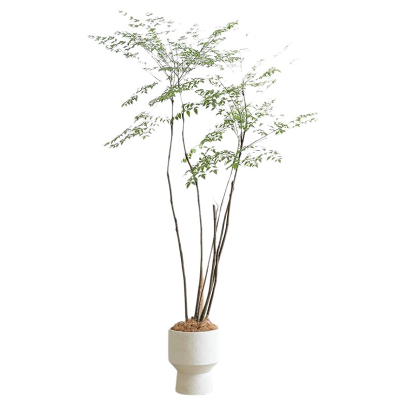 大型南天竹大盆栽客厅