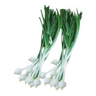 小根蒜种籽薤白头种子东北山蒜籽种阳台盆栽蔬菜孑野蒜大脑瓜蒜种