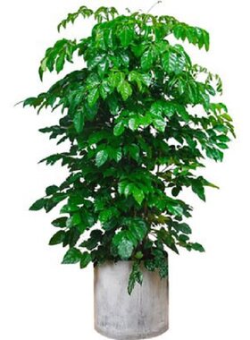绿植大型客厅盆栽观叶平安树