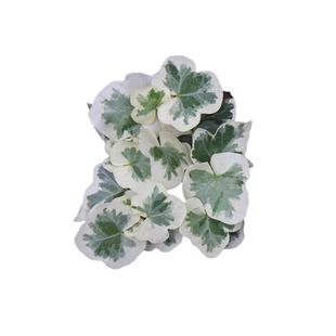 暖暖半岛 雪莹 日本常春藤白花叶片稀有品种人气网红室内观叶盆栽