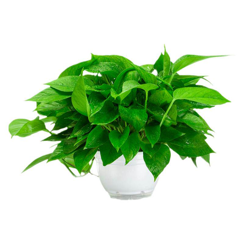 绿萝盆栽室内花卉植物新房
