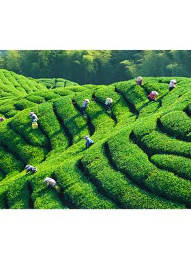 绿色茶馆是挂画欧零田园风光茶叶