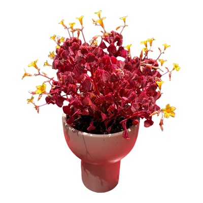 四季耐热变色熔岩小红枫盆栽