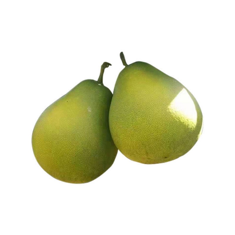 江西安福金兰柚孕妇级蚕子高山老树柚子井冈山蜜柚金沙柚当季现摘