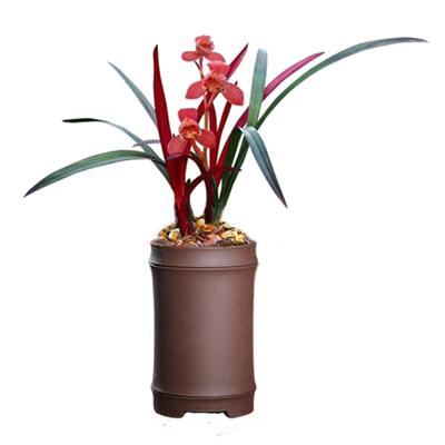 浓香建兰花红草红荷带花苞新品种