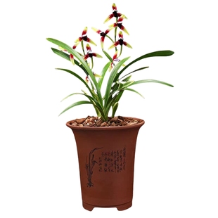 金边矮种兰花禅月达摩名贵建兰四季浓香室内客厅茶室桌面绿植花卉