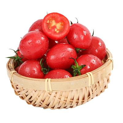 现摘现发千禧小番茄产地直发